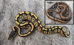 2020 female phantom from dark dinker male with inset.JPG
