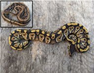 2020 male phantom from dark dinker male with inset.JPG