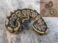 2020 dark dinker female from dark dinker male with inset.JPG