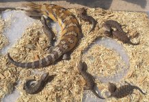 Elektra_babies_5-13-20_007w.jpg