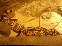 IMG_20101207_163549.jpg