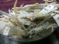 IMG_20101207_163405.jpg