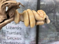 Albino Carpet Python Baby-2.jpg