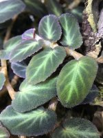 begoniathelmaeplant.jpg
