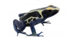 dendrobates_tinctorius_patricia_f1_-_dyeing_poison_arrow_frog_1__1_1.jpg