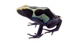 dendrobates_tinctorius_cobalt_f1_-_dyeing_poison_arrow_frog_3__5.jpg