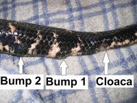snake impactions.jpg