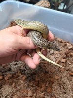 skinks7.jpg