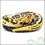 M.Goldeneye.13-1.jpg