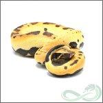 M.Goldeneye.14-1.jpg