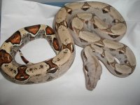 1-11-11 pastelbabyboa 002.jpg