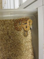 snakes 300.jpg