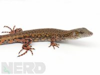 2020croctegufemale1.jpg
