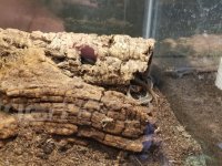 Striolata Huddled Together in Tube 3.jpg