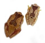 hourglass_tree_frog_-_dendropsophus_ebraccatus_captive_bred_1__2.jpg