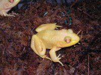 albino-bull-frog-for-sale.jpg