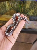 Reduced Pattern Kenyan Anery Sand Boa.JPG