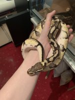 python172645.jpg