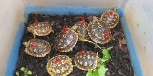 10-5-20 hatchlings.jpg