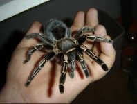Stripe Knee Tarantula ( Aphonopelma seemanni ).JPG