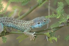 Dicrodon_guttulatum.jpg