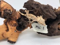 Mic1.jpg