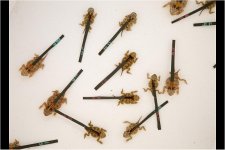 horned_toad_babies_01.jpg