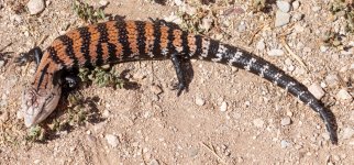 Halmahera_RED_10-20_01w.jpg