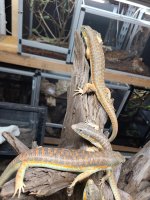 skinks11.jpg