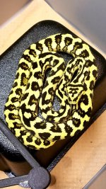 Gamma Jag Female 01.jpg