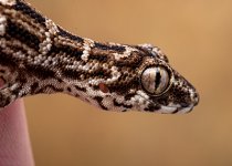 Hemidactylus imbricatus viper geckos for sale.jpg