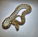 Hypo het labyrinth pos het granite MALE 1.jpg