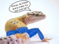 gecko butt.jpg