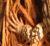 red tegu hand 2.gif