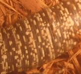 red tegu upper tail.gif