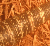 red tegu lower tail.gif