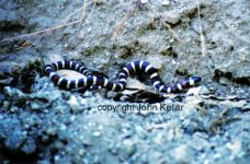 mountain kingsnake Medium Web view.jpg