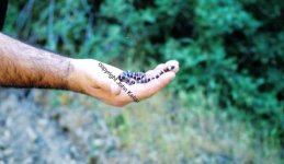 mountain kingsnake-in hand Medium Web view.jpg