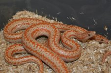Albinos2.jpg
