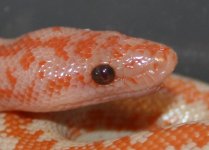 Sunglow4.jpg