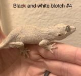 26E0458D-7D01-4D5D-8E45-8955BEF97D7F.jpeg