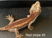 0B6A35B0-3968-4824-9F2A-424F5954E0D6.jpeg