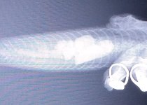Ventral.jpg