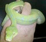 GTP6.jpg