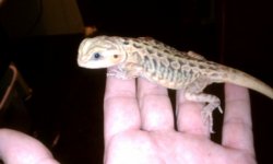TRANS SILKIE 2.jpg