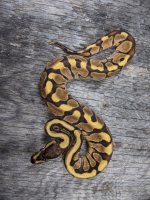 2020 male od enchi hgw.jpg