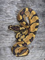 2020 male od enchi 2.jpg