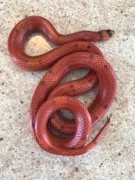 hypo sire.jpg