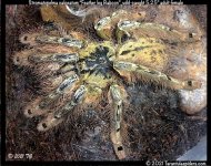 S.calceatum(f)5.25in_AD1.jpeg