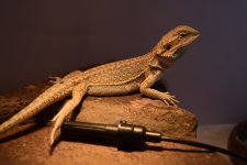 DSC_0380.jpg